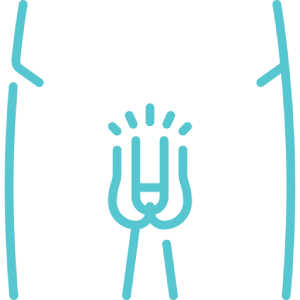 Sistema Genital
